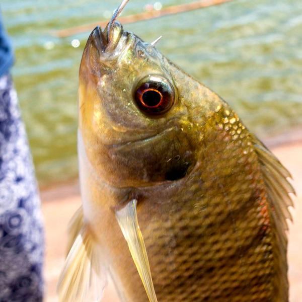 Ali'i Agriculture Farm Fishing
