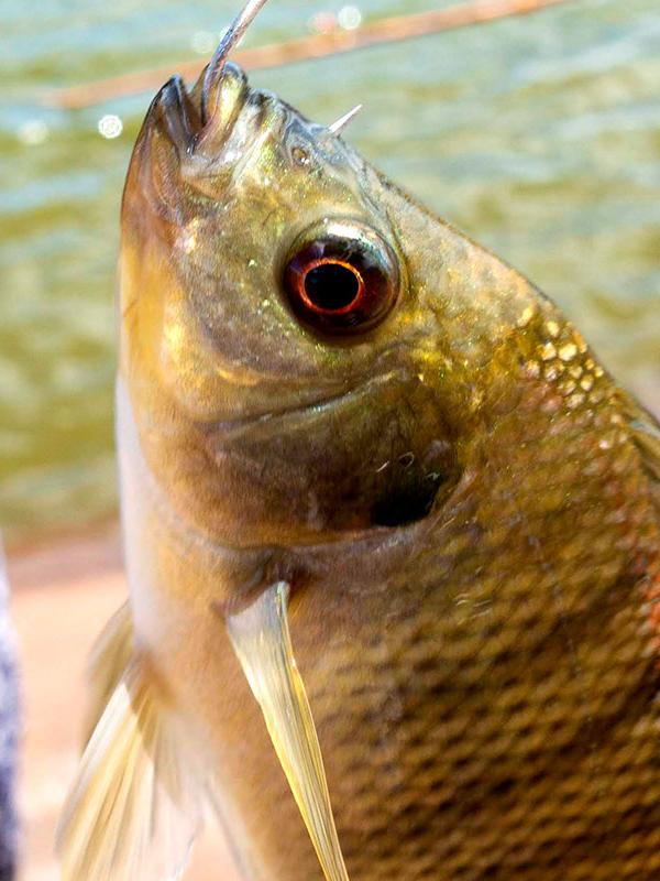 Ali'i Agriculture Farm Fishing