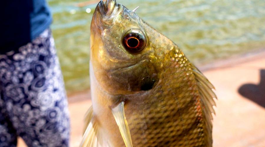Ali'i Agriculture Farm Fishing